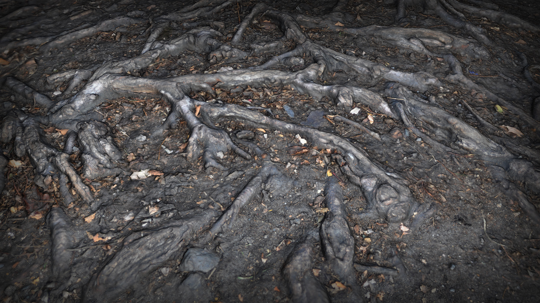 roots_and_gravels_asset_05