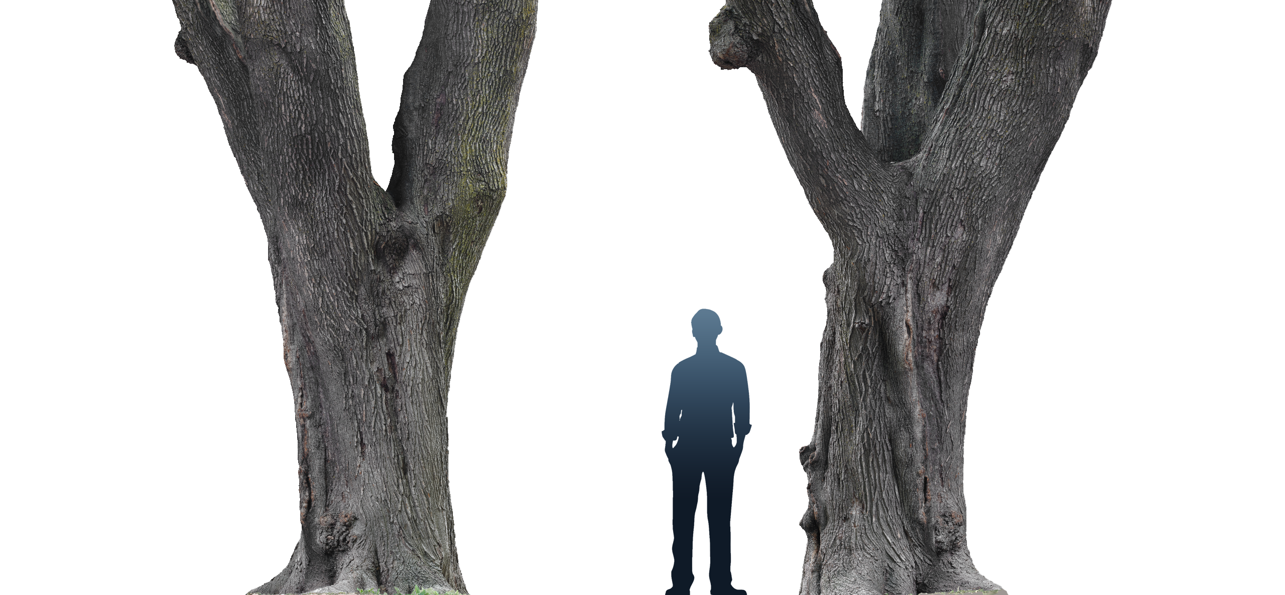 phtgrmtr_lafontaine_tree_a1