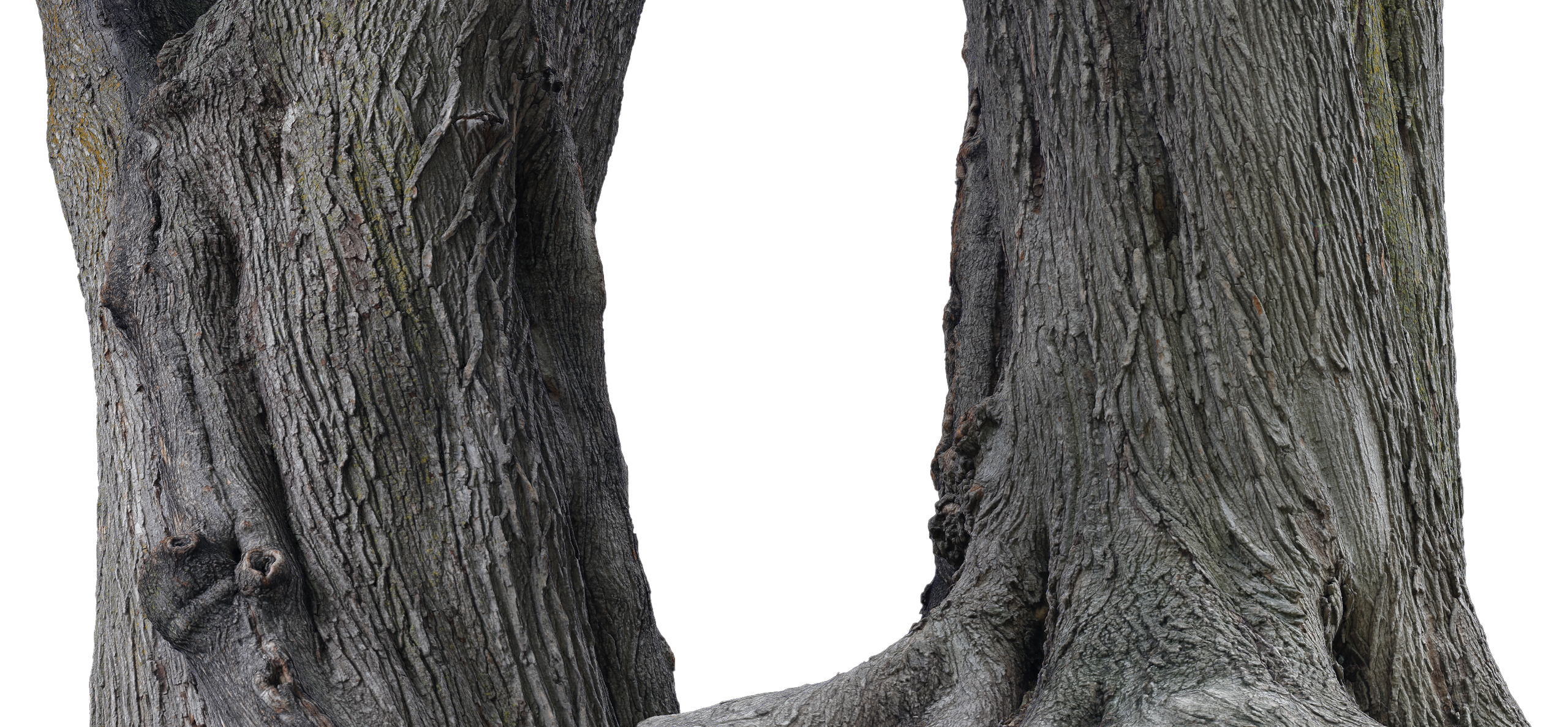 phtgrmtr_lafontaine_tree_a2