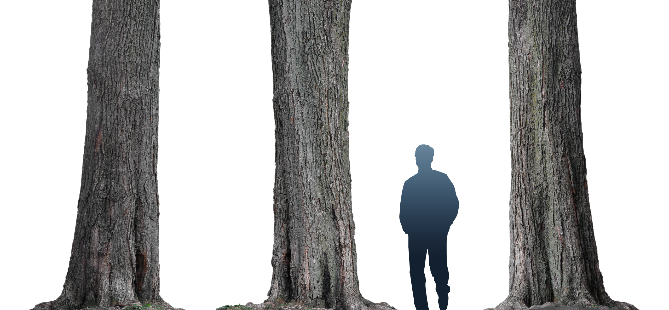 phtgrmtr_lafontaine_tree_b1