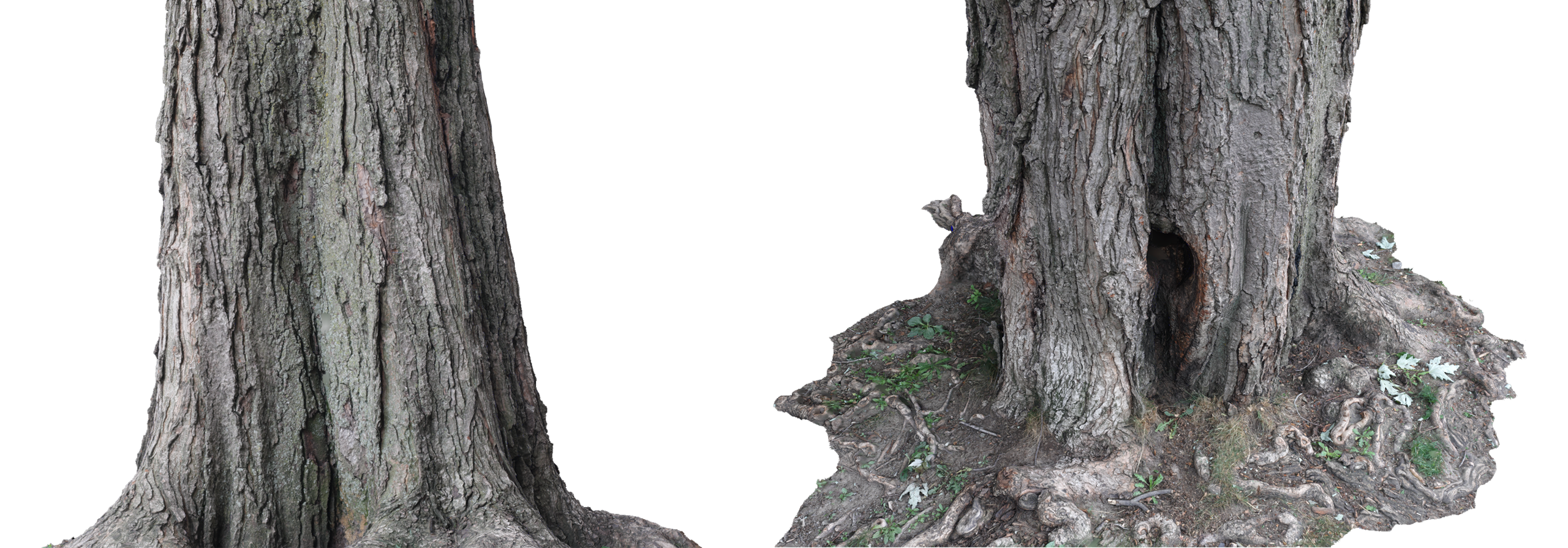 phtgrmtr_lafontaine_tree_b2