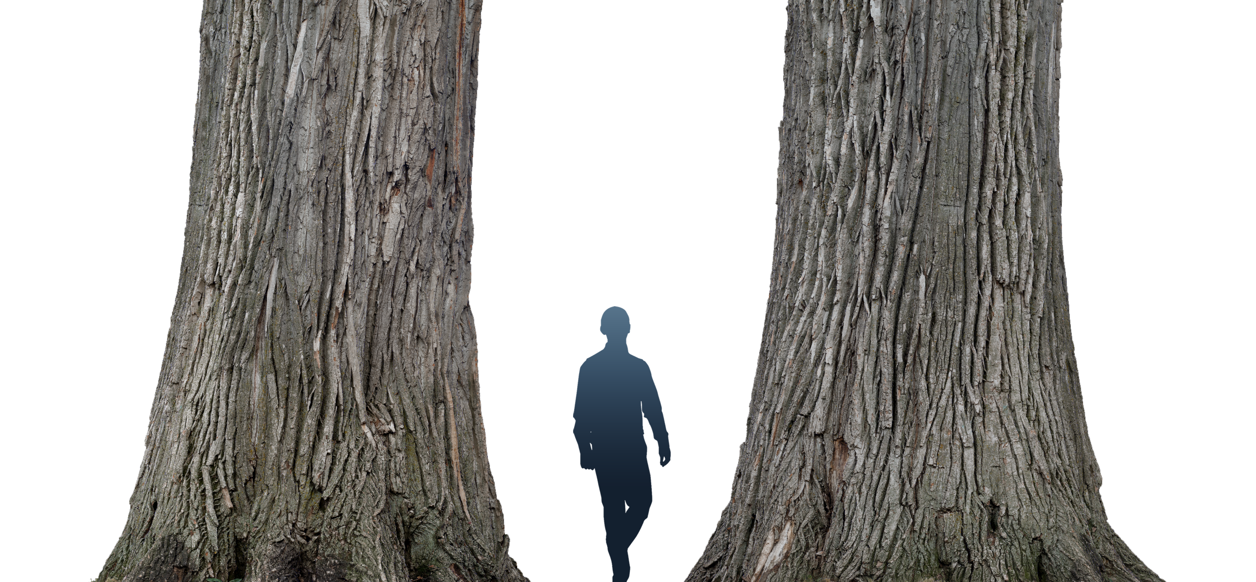 phtgrmtr_lafontaine_tree_c1
