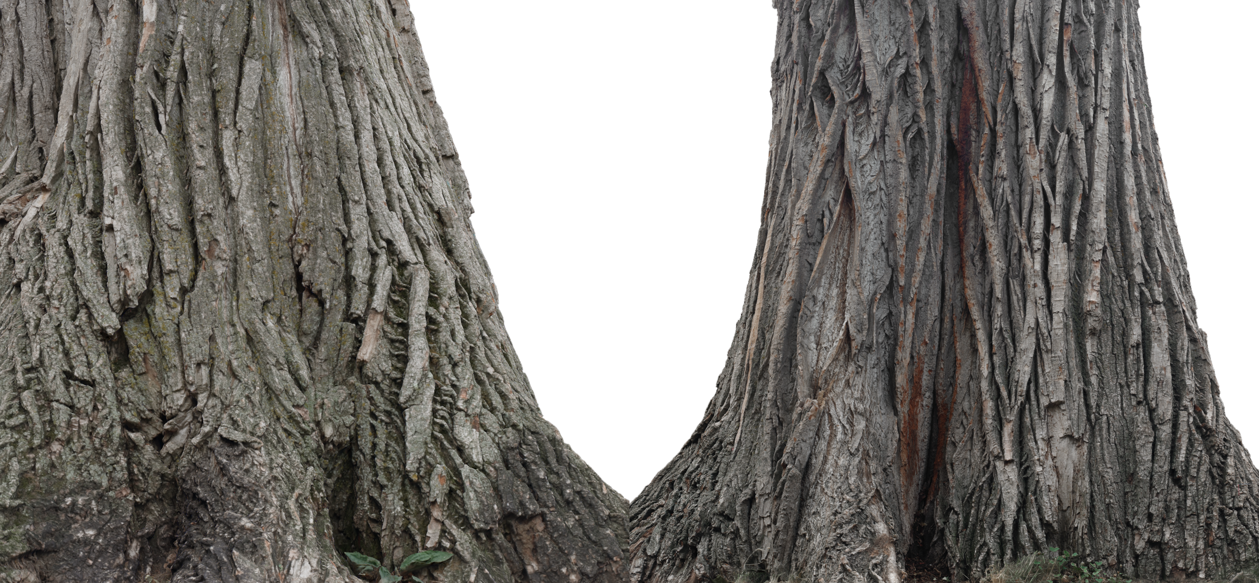 phtgrmtr_lafontaine_tree_c2