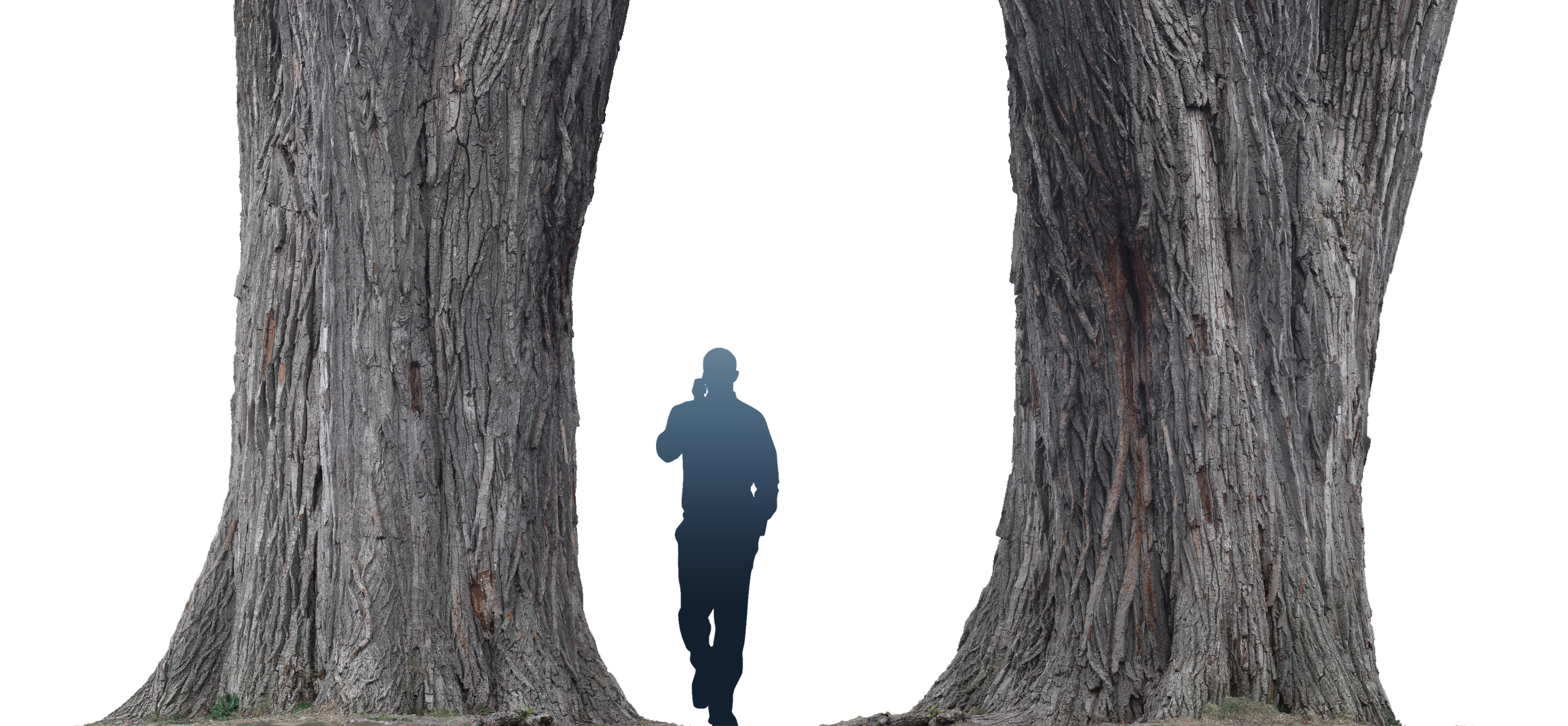 phtgrmtr_lafontaine_tree_d1