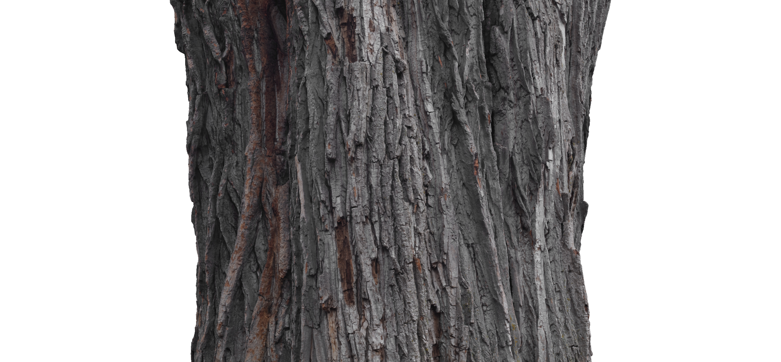 phtgrmtr_lafontaine_tree_d2