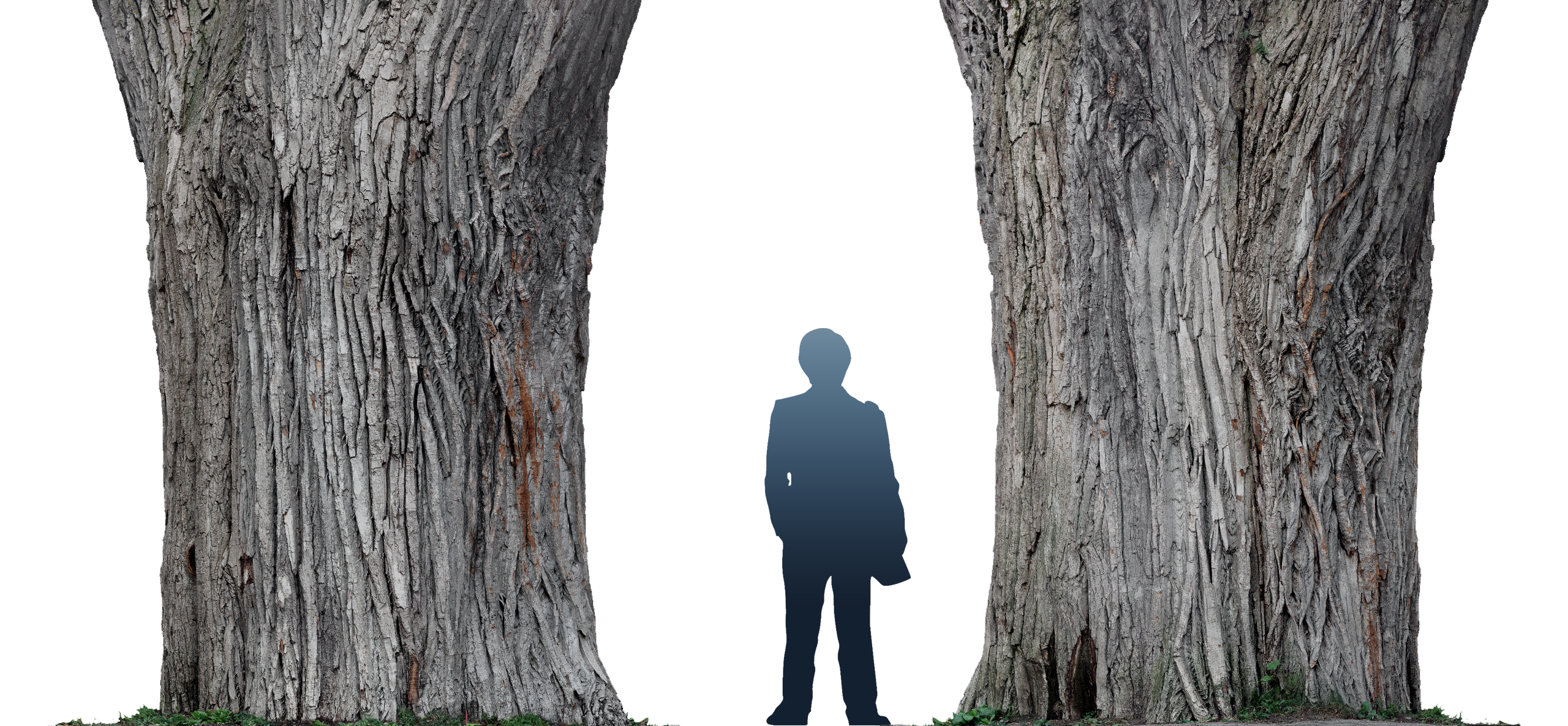 phtgrmtr_lafontaine_tree_e1