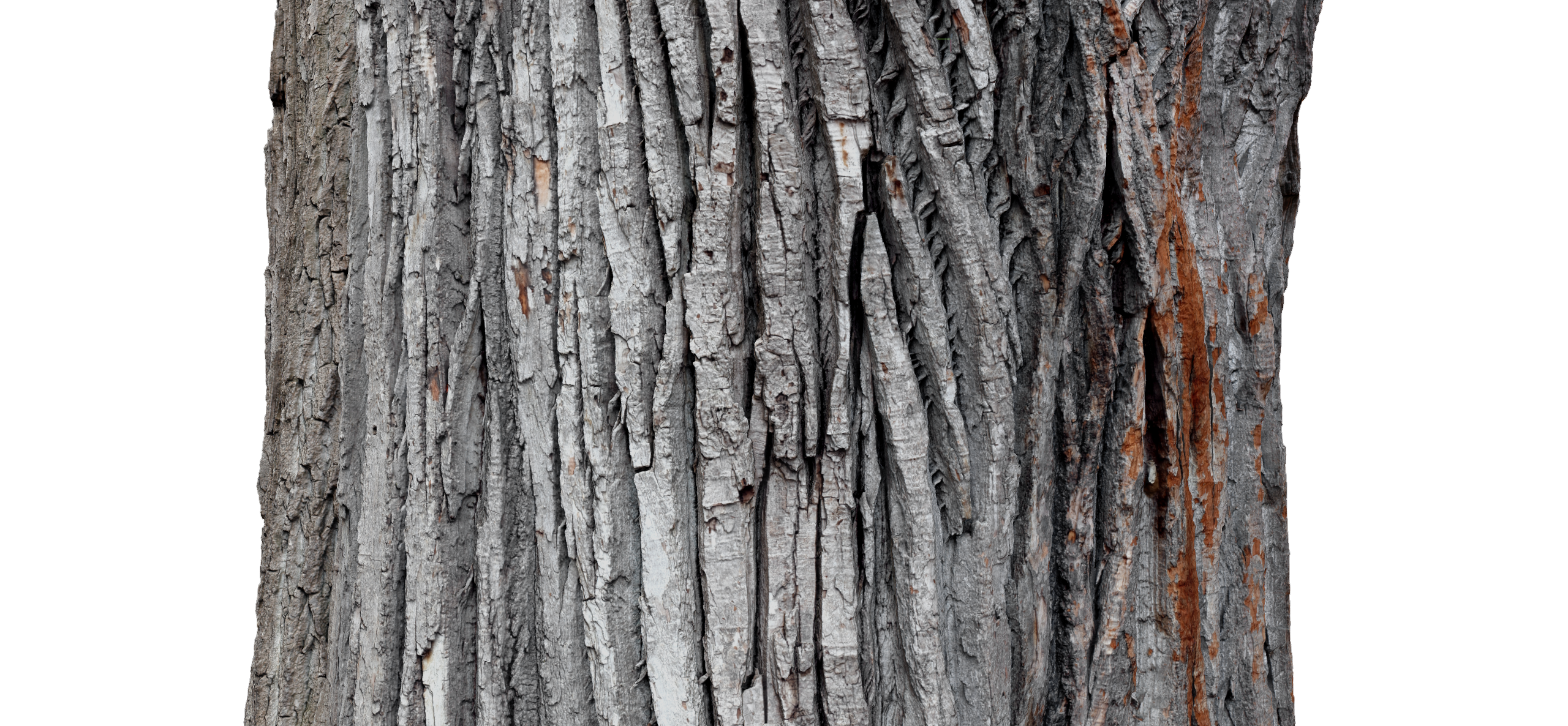 phtgrmtr_lafontaine_tree_e2