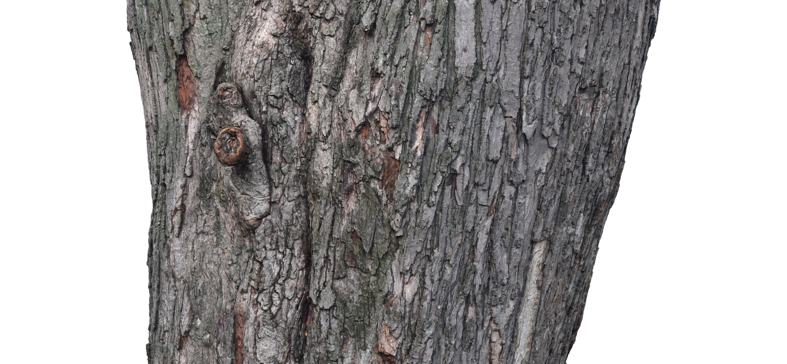 phtgrmtr_lafontaine_tree_g3